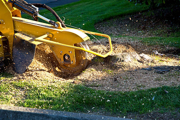 Best Tree Disease Treatment  in Fort Smith, AR